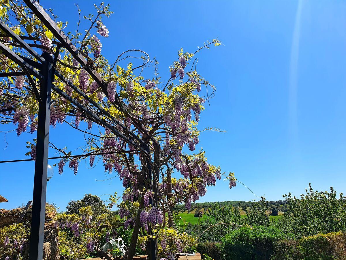 Residenza Santa Maria In Borraccia Acomodação com café da manhã Magliano in Toscana Exterior foto