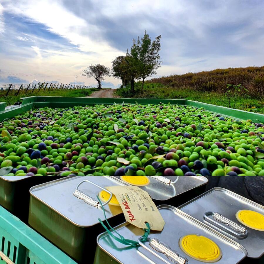 Residenza Santa Maria In Borraccia Acomodação com café da manhã Magliano in Toscana Exterior foto